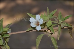 Petalidium barlerioides